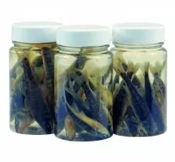 Albatros Hengelsport Aasvisjes Minnow