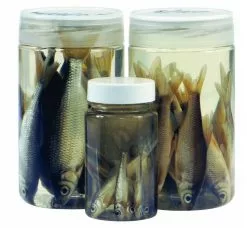 Albatros Hengelsport Aasvisjes Voorn